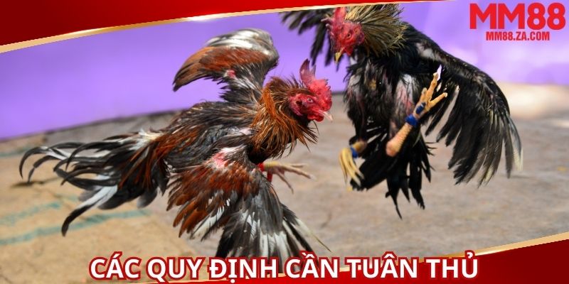 cac-quy-dinh-co-ban-can-tuan-thu-khi-tham-gia