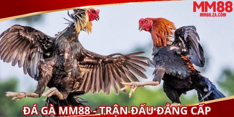 da-ga-mm88-voi-nhung-tran-dau-dang-cap