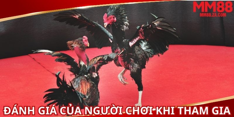 danh-gia-cua-nguoi-choi-khi-tham-gia-ca-cuoc