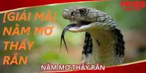 nam-mo-thay-ran