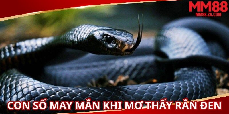 nam-mo-thay-ran-den-voi-con-so-may-man-danh-cho-ban