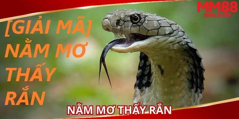 nam-mo-thay-ran